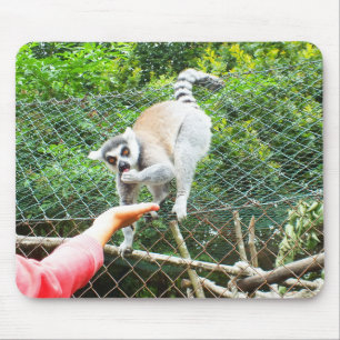 Alfombrilla De Ratón Alimentando un lemur de cola de anillo