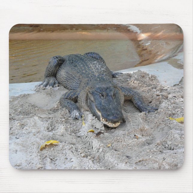 Alfombrilla De Ratón Alligator, Fort Lauderdale, Florida (Frente)