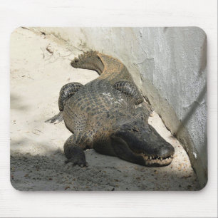 Alfombrilla De Ratón Alligator, Fort Lauderdale, Florida