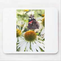 Almirante Mariposa en Flor