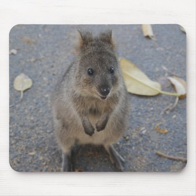 Alfombrilla De Ratón Almohadilla de ratón de Quokka (Frente)