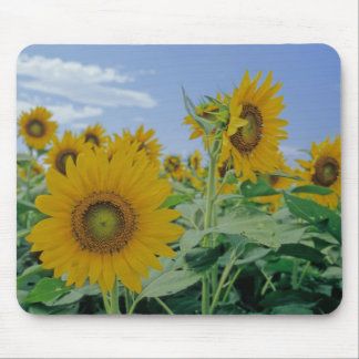 Alfombrilla De Ratón Almohadilla del ratón de girasol