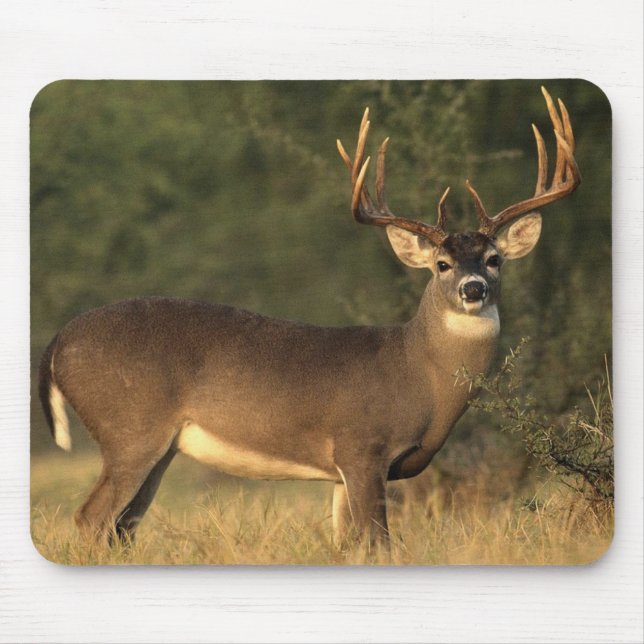 Alfombrilla De Ratón Almohadilla del ratón del ciervo blanco (Frente)