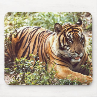 Alfombrilla De Ratón almohadilla del ratón del tigre de sumatra