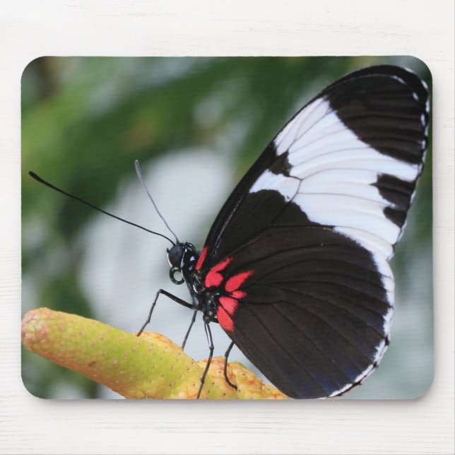 Alfombrilla De Ratón Almohadilla del ratón/Doris Longwing Butfly (Frente)