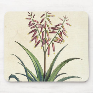 Alfombrilla De Ratón Áloe Vera vulgaris, de "Phytographia Curiosa", p