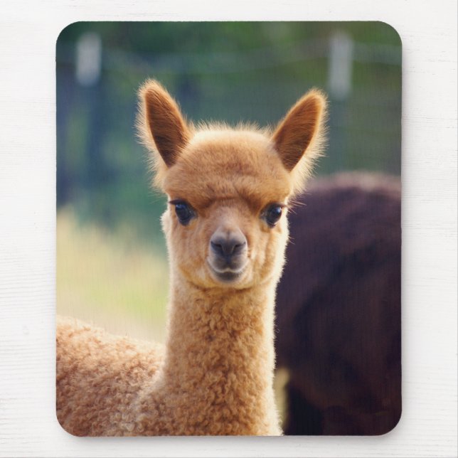 Alfombrilla De Ratón Alpaca hermosa Mousepad (Frente)