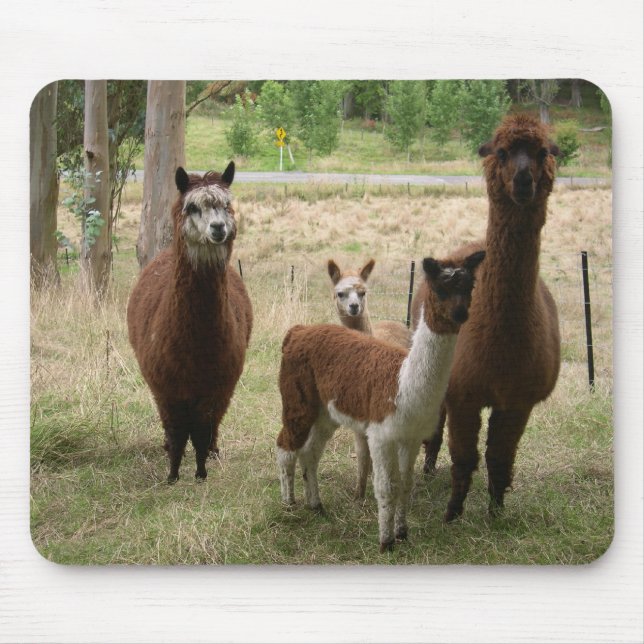 Alfombrilla De Ratón Alpacas lindas de Brown en el parque zoológico (Frente)