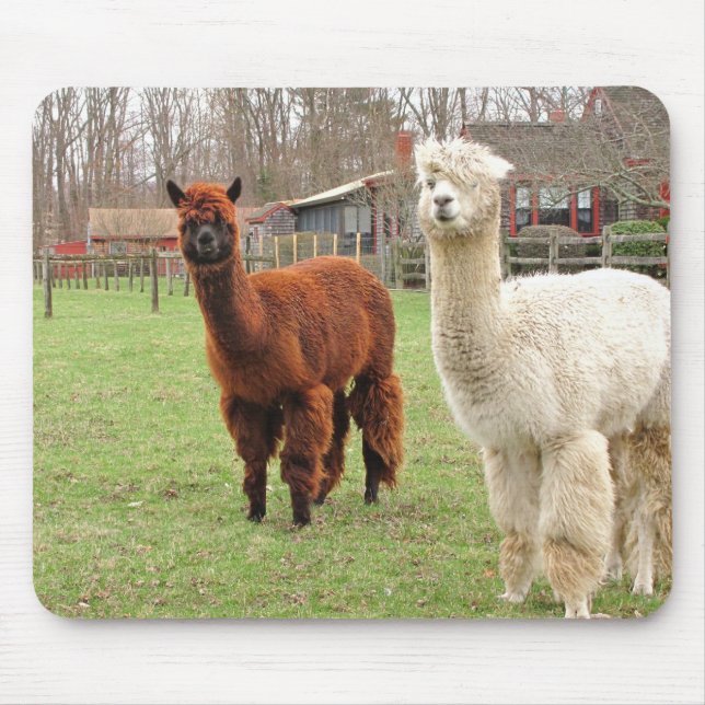 Alfombrilla De Ratón Alpacas Wooly ~ mousepad (Frente)