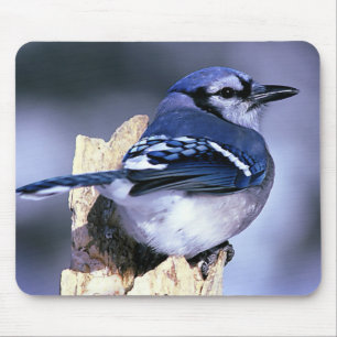 Alfombrilla De Ratón Amantes del pájaro del arrendajo azul