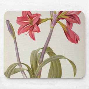 Alfombrilla De Ratón Amaryllis Brasiliensis