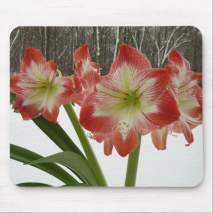 Alfombrilla De Ratón Amaryllis en floral de invierno en la nieve roja f