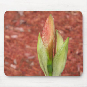 Alfombrilla De Ratón Amaryllis Flor de manzana