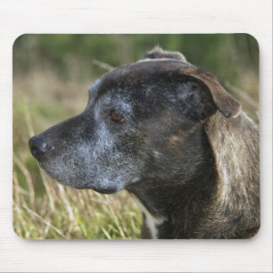 Alfombrilla De Ratón American Staffordshire Terrier Mouse Pad