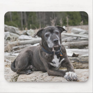 Alfombrilla De Ratón American Staffordshire Terrier - Mousepad