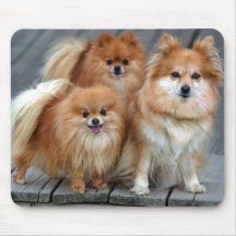 Amor Pomerania Perro picante Mousepad