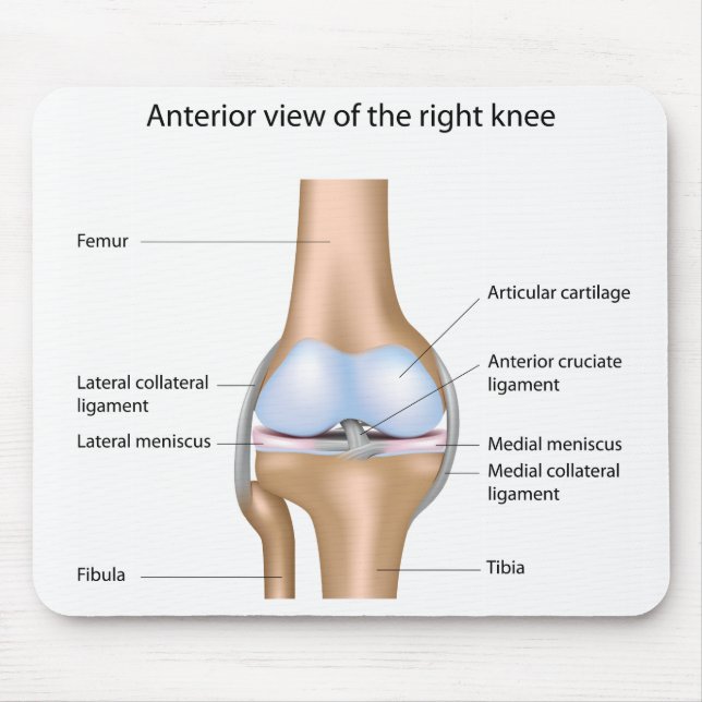 Alfombrilla De Ratón Anatomía de la junta de rodilla Mousepad (Frente)