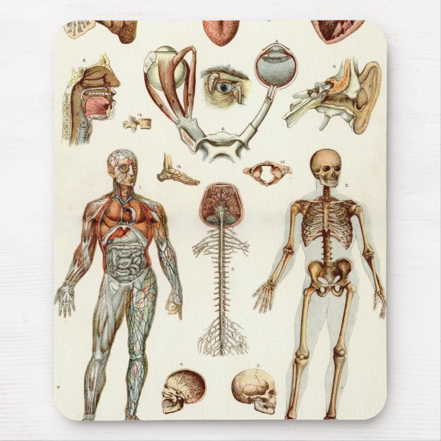 Alfombrilla De Ratón Anatomía del cuerpo humano
