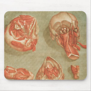 ALFOMBRILLA DE RATÓN ANATOMÍA GRAVE ANATOMÍA NECK SKELETON PARTES DEL C