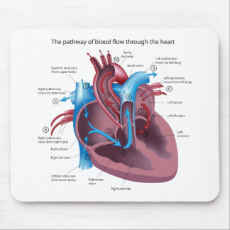 Alfombrilla De Ratón Anatomía Mousepad del corazón
