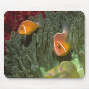 Alfombrilla De Ratón Anemonefish rosado en anémona de mar de