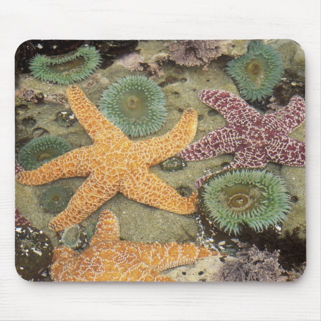 Alfombrilla De Ratón Anemones verdes gigantes y estrellas del mar de co (Frente)