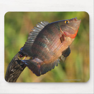 Alfombrilla De Ratón Anhinga y pescados