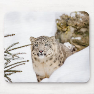 Alfombrilla De Ratón Animal salvaje del leopardo de la nieve personaliz