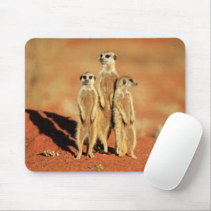 Alfombrilla De Ratón Animales de bebé más afectados   3 Meerkats