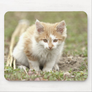 Alfombrilla De Ratón animales del gato fotográfico