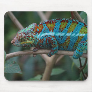 Alfombrilla De Ratón Animales, naturaleza, reptiles