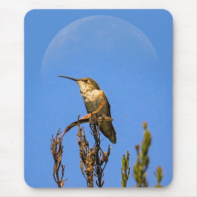 Alfombrilla De Ratón Anna’s Hummingbird Perched Against Full Moon Photo (Frente)