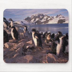 Alfombrilla De Ratón Antártida, crías de pingüino Adelie
