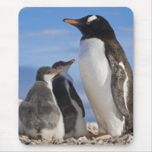 Alfombrilla De Ratón Antártida, Neko Cove (Puerto). Pingüino de Gentoo 