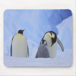 Alfombrilla De Ratón Antártida. Pingüinos emperador y cría
