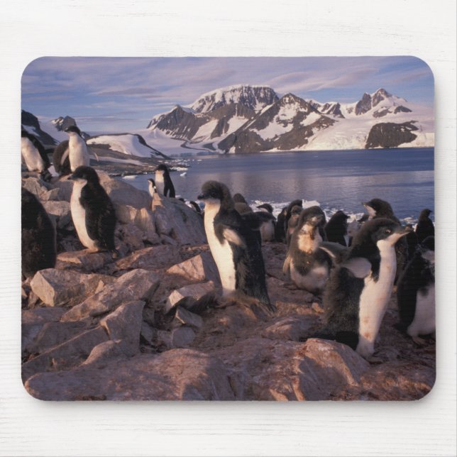 Alfombrilla De Ratón Antártida, pollitos de pingüino de Adelie (Frente)