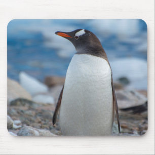 Alfombrilla De Ratón Antártida. Puerto Neko. Pingüino de Gentoo