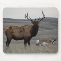Antelope E63 de toro y Pronghorn