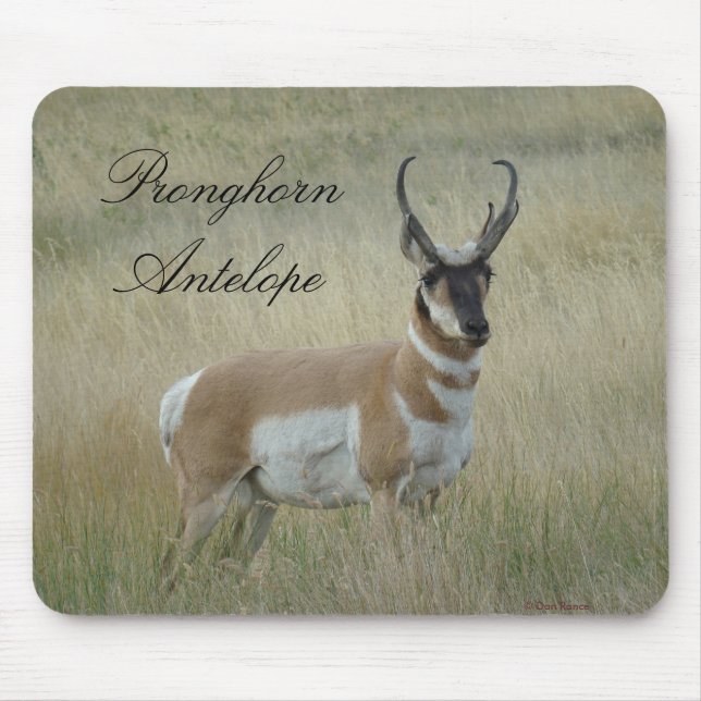 Alfombrilla De Ratón Antelope Pronghorn Big Buck (Frente)