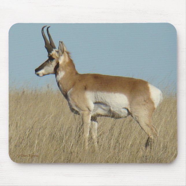 Alfombrilla De Ratón Antílope de A46 Pronghorn (Frente)