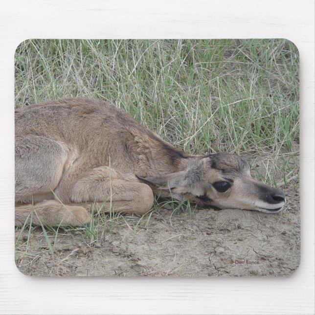 Alfombrilla De Ratón Antílope de Pronghorn del bebé A6 (Frente)