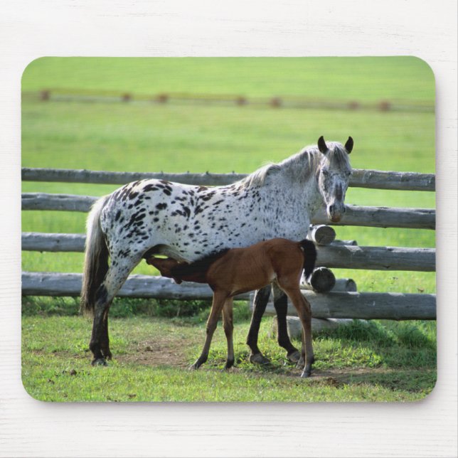 Alfombrilla De Ratón Apaloosa Mare y Caballos de Colt (Frente)
