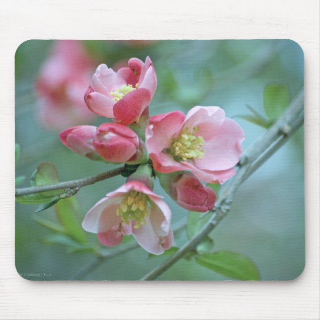 Alfombrilla De Ratón Apple Blossom #P0356 Mousepad (Frente)