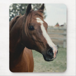 Alfombrilla De Ratón Árabe en Pasture