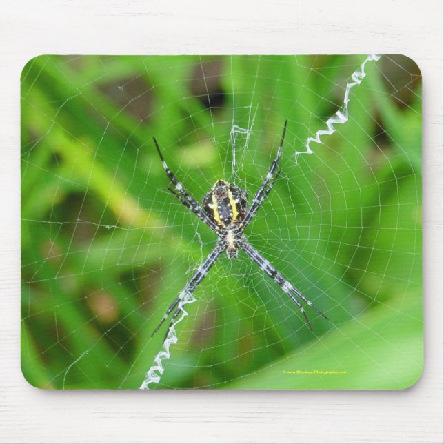 Alfombrilla De Ratón Araña del bastón - mousepad grande de la isla (Frente)
