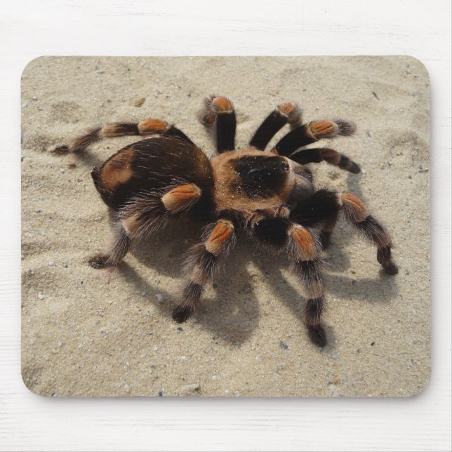 Alfombrilla De Ratón Araña del Tarantula de Flameknee del mexicano (Frente)