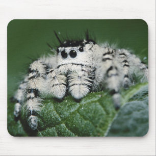 Alfombrilla De Ratón Araña Saltarina Metaphid