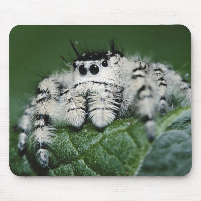 Alfombrilla De Ratón Araña Saltarina Metaphid (Frente)