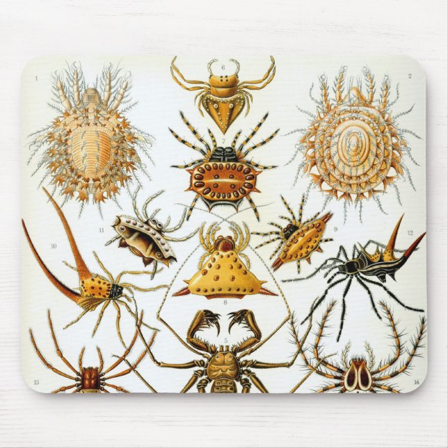 Alfombrilla De Ratón Arañas o arácnidos de Ernst Haeckel (Frente)