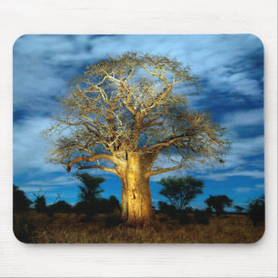 Alfombrilla De Ratón Árbol Baobab (Adansonia) iluminado por la luna